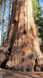 usa reizen giant sequoia national park