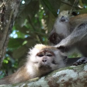 Wilde dieren in Taman Negara Maleisie