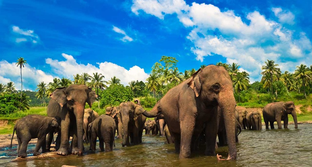 Olifanten in Udawalawe National Park Sri Lanka